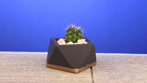 Close-up of potted plant on table against blue sky