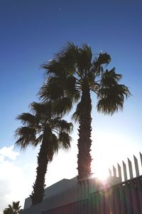 Low angle view of palm trees against clear sky