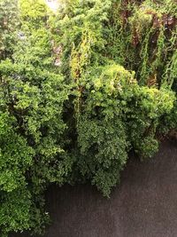 Plants growing on tree