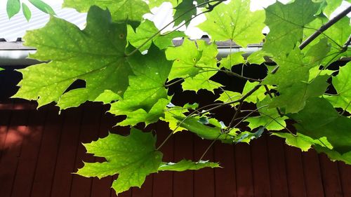 Close-up of grapes growing on plant