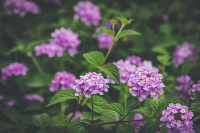 Close-up of pink flowering plants