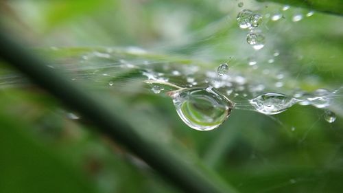 Close-up of water drops on plant