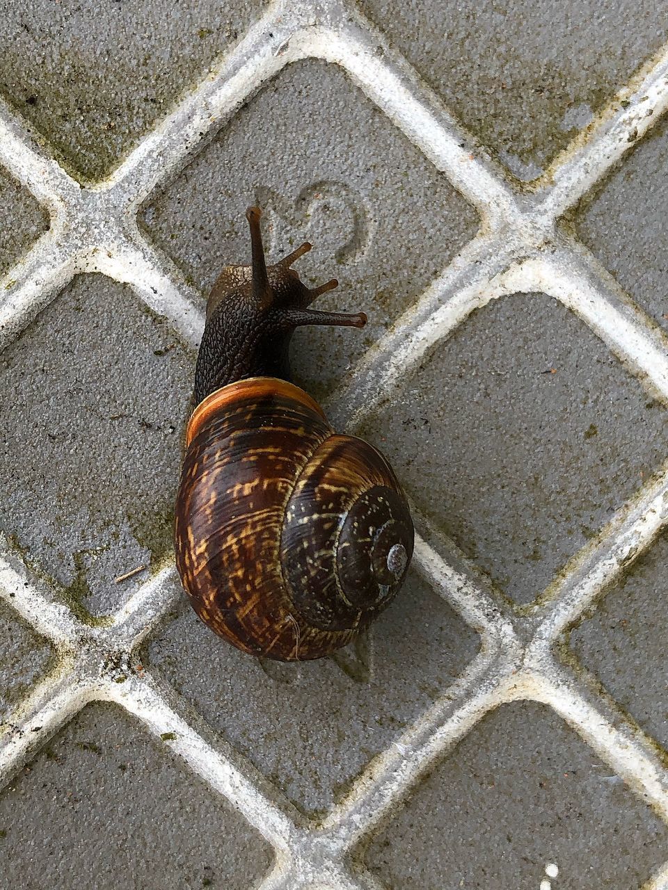 HIGH ANGLE VIEW OF SNAIL IN CONTAINER