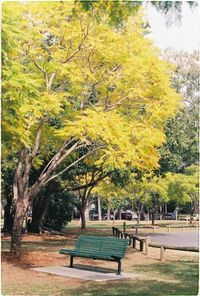 Trees in park during autumn