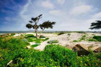 nature