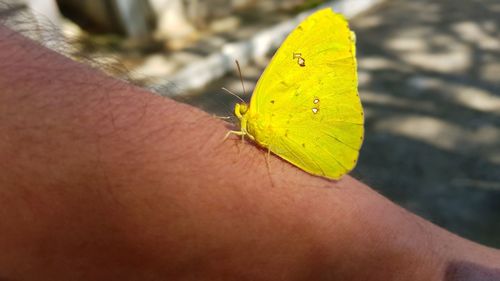 Close-up of butterfly on leaf