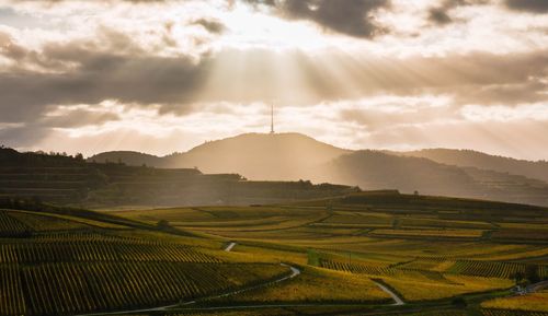 Scenic view of agricultural field against sky