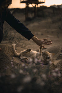 Midsection of woman playing with cat on field at sunset