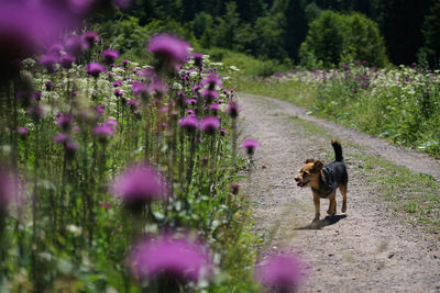 View of a dog on field