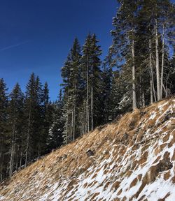 Pine trees on snowcapped mountain against sky