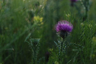 Close-up of thistle flowers on field