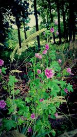 Close-up of flowers blooming in forest