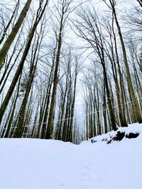 Bare trees on snow covered land