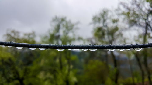 Close-up of water drops on cable