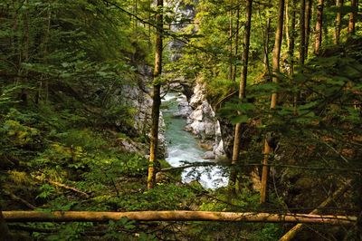 View of stream along trees in forest