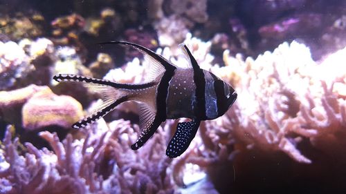 Close-up of fish swimming in sea