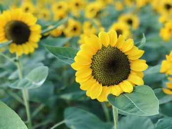 Close-up of sunflower