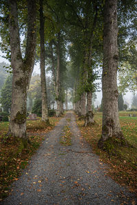 Footpath amidst trees in forest during autumn