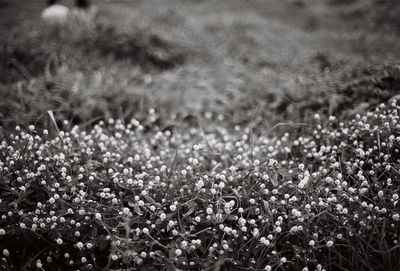 Close-up of flowering plants on field