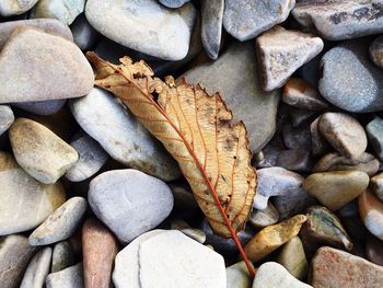 Full frame shot of leaves