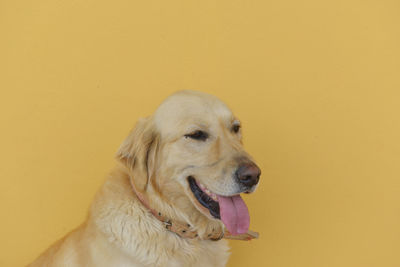 Dog looking away against yellow wall
