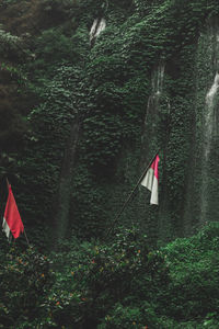 Red flag hanging from tree in forest