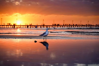 Seagull flying over sea during sunset