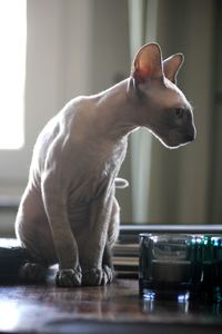 A cornish rex kitten 