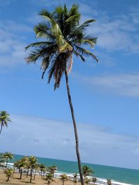 Palm tree by sea against sky