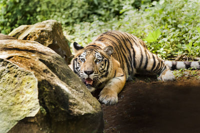 Portrait of tiger seen through rocks