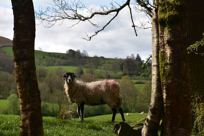 Sheep on field