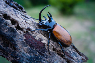 Close-up of beetle on rock