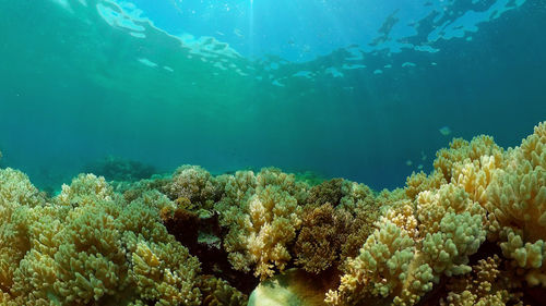 Underwater fish reef marine. tropical colourful underwater seascape. philippines.