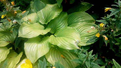 Close-up of green flowers