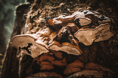 Close-up of animal skull on rock