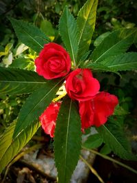 Close-up of red flowers blooming outdoors