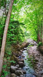 Scenic view of river in forest