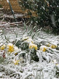 Close-up of frozen plants on land