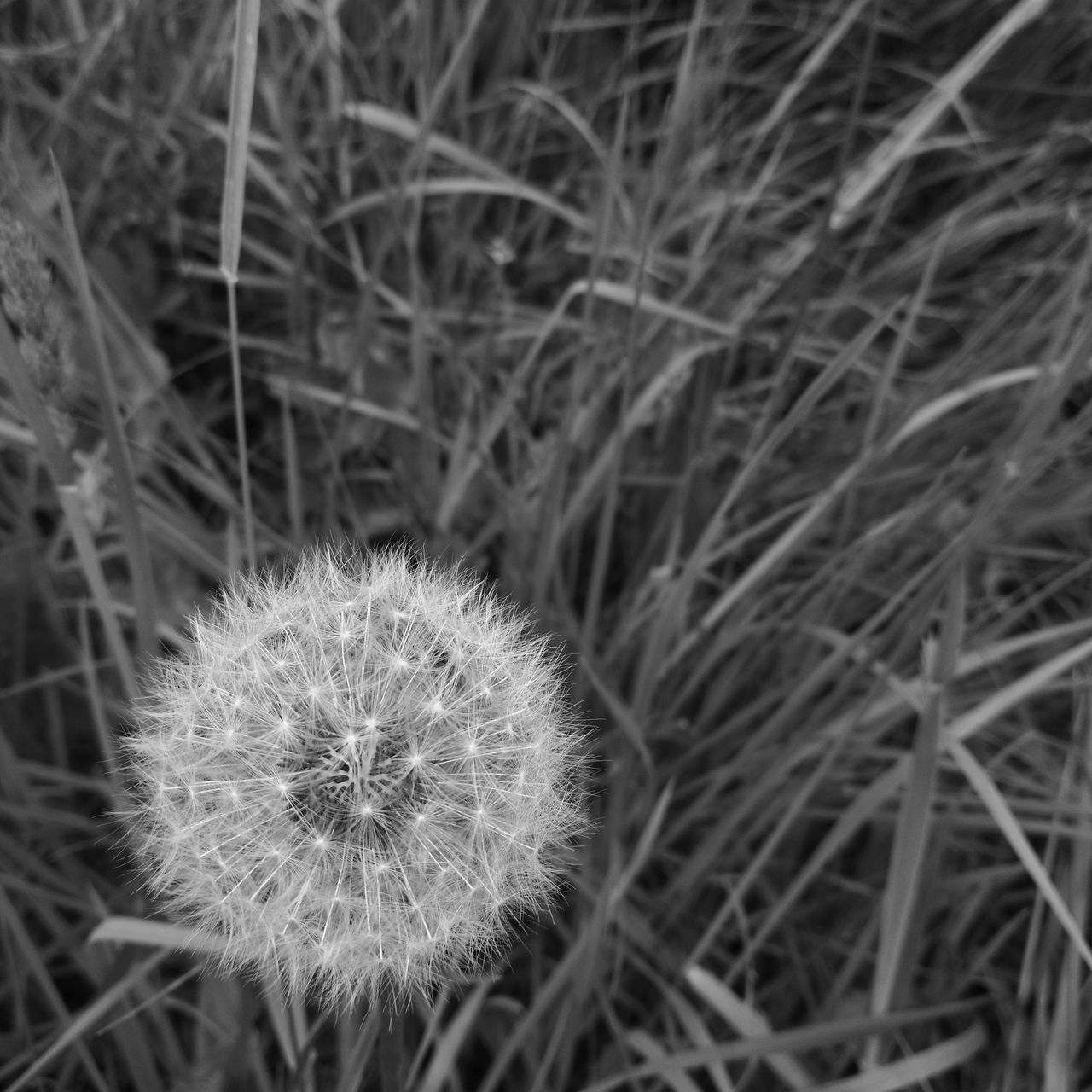 CLOSE-UP OF DANDELION IN FIELD