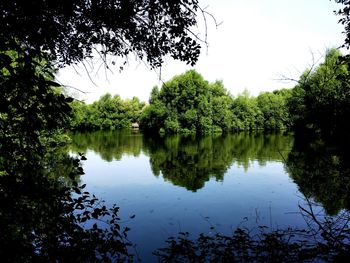 Reflection of trees in calm lake