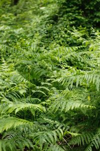 Full frame shot of fresh green leaves