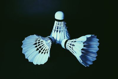 Close-up of jellyfish against black background