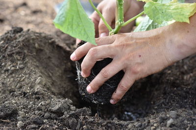 Plant hands earth cucumber tomatoes garden ecology bio