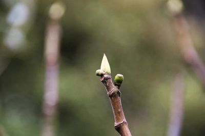 Close-up of flower bud growing on tree