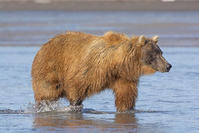 Grizzly searching for salmon in a tidal estuary in hallo bay in katmai national park in alaska