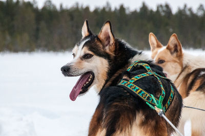 Close-up of dog on snow