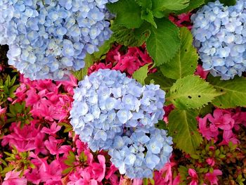 Full frame shot of pink flowers