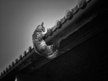 Low angle view of bird perching on wall against sky