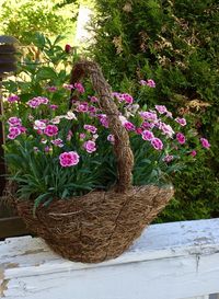 Close-up of pink flowers in pot