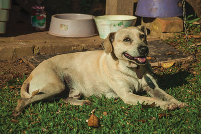 Labrador retriever breed dog sitting on green lawn, guarding a farm near bento gonçalves, brazil.